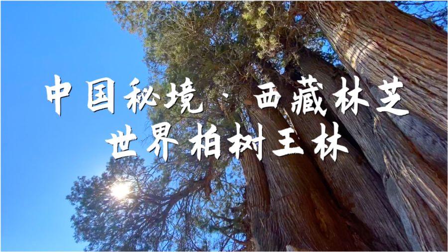 千城百县看中国·传承丨皮雕画:追寻时光里的痕迹